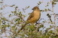 brunskriketrost / fulvous babbler (Turdoides fulvus)