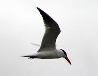 Caspian Tern