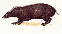 Java Stinkdachs, Malaiischer Stinkdachs oder Teledu [Mydaus javanansis]