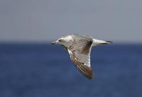 Yellow-legged Gull (Larus michahellis)