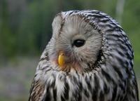 Ural Owl (Strix uralensis)