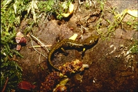 : Aneides flavipunctatus; Black Salamander