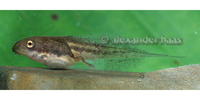: Polypedates leucomystax; Common Tree Frog