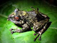 : Pristimantis cruentus