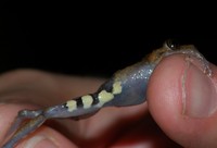 : Pristimantis pardalis