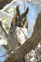 : Asio otus; Long-eared Owl