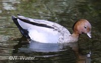 : Chenonetta jubata; Australian Wood Duck