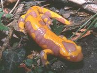 : Salamandra salamandra terrestris; Fire Salamander Albinos