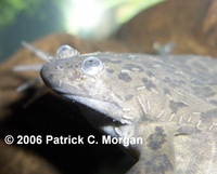 : Xenopus borealis; Marsabit Clawed Frog