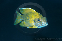 : Aulonocara baenschi; Electric Yellow Peacock