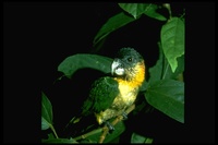 : Pionites melanocephala; Black-headed Parrot
