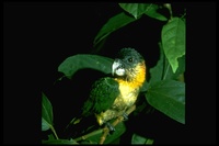 : Pionites melanocephala; Black-headed Parrot