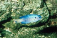 : Pomacentrus coelestis; Neon Damsel