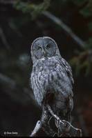 : Strix nebulosa; Great Gray Owl