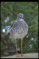 : Tringa melanoleuca; Greater Yellowlegs