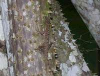 : Anolis trachyderma; Common Forest Anole