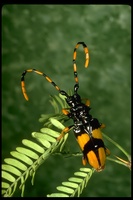 : Dendrobias mandibularis; Horse-bean Long-horned Beetle