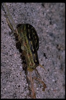 : Hyles lineata; White-lined Sphinx moth