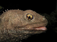 : Sphenodon punctatus; Tuatara