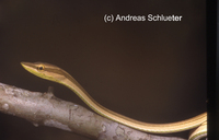 : Xenoxybelis argenteus