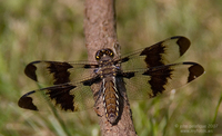 : Libellula lydia; Common Whitetail