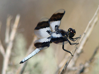 : Plathemis subornata; Desert Whitetail