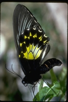 : Troides vandepolli; Birdwing