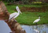 Photo of pelikán skvrnozobý, Pelecanus philippensis, Spot-billed Pelican, Graupelikan