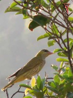 Black-naped Oriole(Oriolus chinensis)