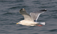 Adult winter Vega Gull Larus vegae