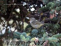 Phylloscopus trochiloides Greenish Warbler 暗綠柳鶯 098-091