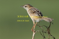 개개비사촌 Fan-tailed Warbler