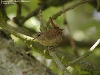 Gærdesmutte (Troglodytes troglodytes)