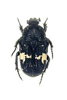 クロハナムグリ 1 ex. Glycyphana fulvistemma