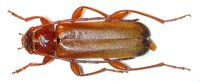 Phymatodes testaceus var. subpraeustus