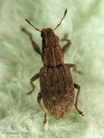 Sitona puncticollis