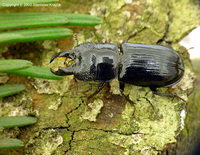 Ceruchus chrysomelinus