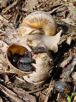 Oiceoptoma thoracicum - Red-breasted Carrion Beetle