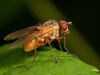 Phaonia rufiventris