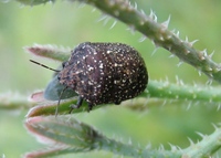 Psacasta exanthematica