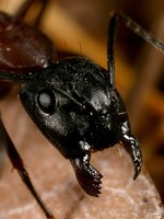 Camponotus ligniperdus