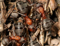 Formica polyctena - European Red Wood Ant