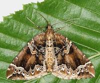 Eulithis prunata - The Phoenix