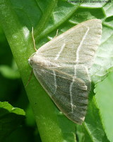 Hylaea fasciaria - Barred Red