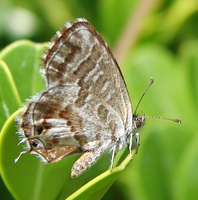 Cacyreus marshalli - Geranium Bronze