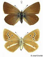 Polyommatus damon - Damon Blue