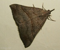 Hypena proboscidalis - The Snout