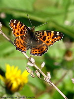 Araschnia levana levana - Map Butterfly