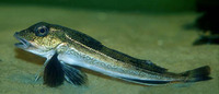 Image of Eutrigla gurnardus, Grey gurnard, Gjel gri, Djâj Sakhry, Cap d