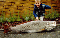 Argyrosomus regius, Meagre: fisheries, gamefish